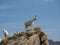 Goats on a rocky peak
