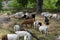 The Goats of Roseville California, 21.