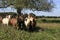 Goats rushing back to their farm at milking time