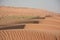 Goats in the sand dunes desert