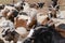 Goats and sheep in a cattle-pen in Central Mongolia