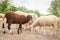 Goats and sheep of different colors while grazing. Concept of diversity, acceptance and curiosity