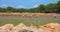 Goats and sheep in the dry and barren fields of ibiza and formentera among the fig trees and the arid land