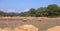 Goats and sheep in the dry and barren fields of ibiza and formentera among the fig trees and the arid land