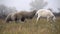 Goats and sheep graze in the meadow in the morning in the fog.