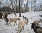 goats and sheep in the pasture in the winter evening