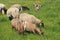 Goats and sheeps eating grass