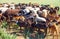 Goats and sheeps flock Castile La Mancha