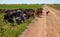 Goats and sheeps flock Castile La Mancha