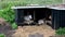 Goats in a shelter on rainy September day