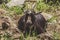 Goats sitting in the sun. Animal theme. Wildlife park in Warstein, Germany