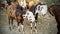 Goats and small baby in the meadow, Indian Goats, sheep grazing lush grass with group