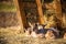 Goats snuggling together in a straw bale in a hay field, peacefully resting, Hungary