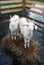 Goats stand on hays surrounded by water.