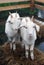 Goats stand on hays surrounded by water.