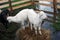 Goats stand on hays surrounded by water.