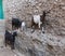 Goats stand on vertical wall of the house. Harar. Ethiopia.