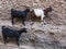 Goats stand on vertical wall of the house. Harar. Ethiopia.