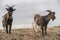 Goats Standing On A Hill