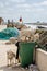 Goats standing in rubbish and trash and eating of it in African coastal town St Louis, Senegal, Africa