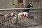 Goats sticking out heads to ask for food