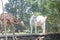 Goats on Stone Wall