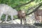 Goats on Stone Wall