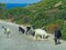 goats on the street in summer