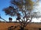 Goats on a tree in africa