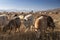 Goats at Tso Moriri plateau, Ladakh, India