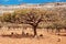 Goats under a Dragon Blood tree in Homhil Plateau, Socotra, Yemen