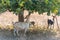 Goats under fig tree in the countryside the island of Formentera, Spain