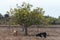 Goats under fig tree in the countryside the island of Formentera, Spain