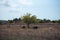 Goats under fig tree in the countryside the island of Formentera, Spain