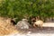 Goats under a tree by the rock. Shelter from the heat. Akamas Peninsula, Cyprus.