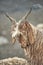 The goats in Upper Shimshal 5600m live even in summer in winter conditions full of snow and temperatures that drop to -15, -20 deg