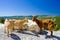 Goats at Verdon Gorge