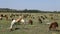 Goats at village rural area India