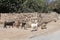 Goats walk freely through the streets of the old town.