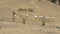 Goats walking in dunes in central Chile