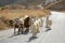 Goats walking on a rural road in Sifnos in Greece