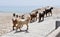 Goats Walking Toward the Sea in Oman