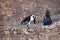 Goats on a wall of the destroyed ancient temple. India