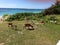 Goats Weeds Bush Caribbean sea