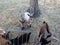 Goats with white and brown fur and horns and metal fence