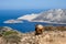 Goats who climb the rocks in Amorgos island