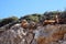 Goats who climb the rocks in Amorgos island