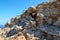 Goats who climb the rocks in Amorgos island