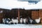 Goats in winter pen. Falling snow and cattle under a canopy. Farm with animals in winter