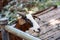 Goats in a zoo in Thailand. Goat, cow with markings similar.